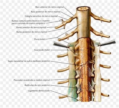 Denticulate Ligaments Nuchal Ligament Supraspinous Ligament Spinal Cord ...