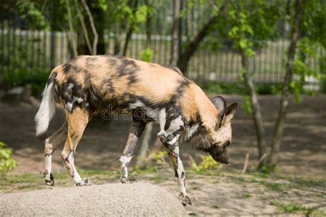 Cape hunting dog stock image. Image of wild, outdoors - 14153575