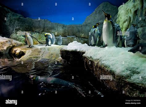 Osaka aquarium, Osaka, Japan Stock Photo - Alamy