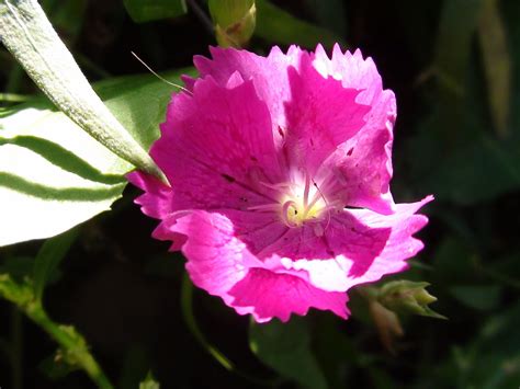 Pink Petaled Flower Closeup Photography HD Wallpaper Wallpaper Flare