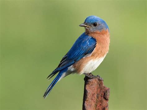 Canadian Birds Captured On Camera Our Canada