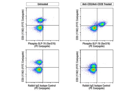 Phospho SLP 76 Ser376 E3G9U XP Rabbit MAb PE Conjugate Cell