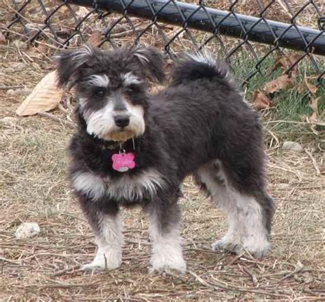 Snorkie (Schnauzer-Yorkie mix) Info, Temperament, Puppies, Pictures