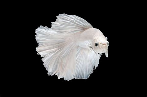 Caring For A White Opal Male Betta Fish: Understanding, 59% OFF