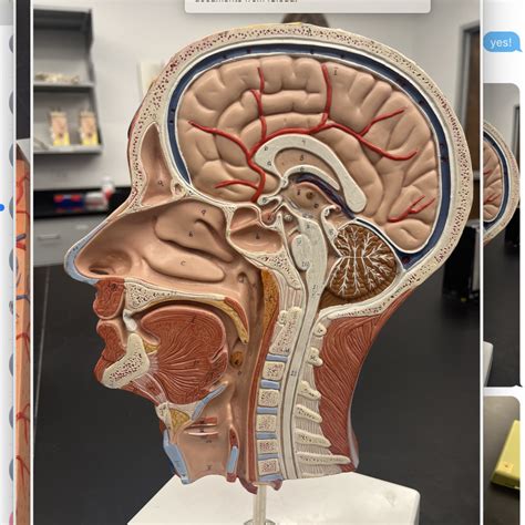 Head N Throat Anatomy Final Diagram Quizlet