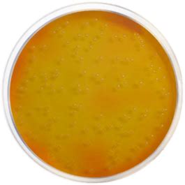 Mannitol Salt Agar M S A Eur Pharma Grams Bottle