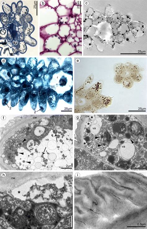 Histochemical And Ultrastructural Features Of Petals Of B Weberia