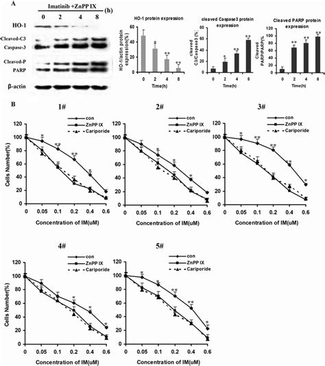 Inhibition Of HO 1 Enhanced Apoptosis Induced By IM In CML A K562R