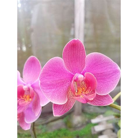 Jual Anggrek Bulan Grade B Ungu Muda Soft Pink Tua Cantik Phalaenopsis