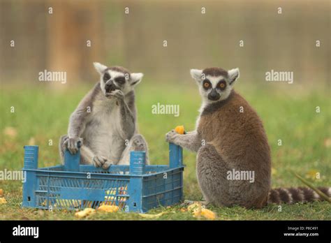 Funniest lemur hi-res stock photography and images - Alamy