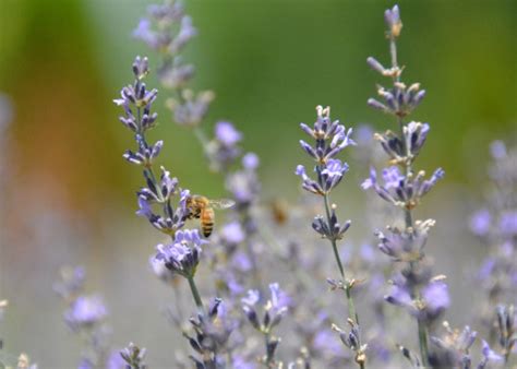 Darmowe Zdjęcia łąka ziele owad flora lawenda dziki kwiat