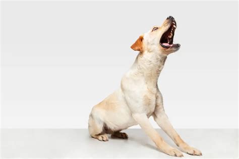 Why Do Dogs Bark At Other Dogs Top 3 Reasons Alpha Trained Dog