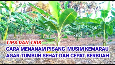 Tips Dan Trik Cara Menanam Pisang Musim Kemarau Agar Tumbuh Sehat Dan