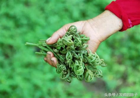 在農村拿來餵豬的野菜，到了城市卻身價暴漲！ 每日頭條