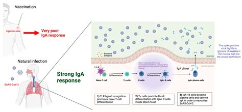 Jcm Free Full Text Sars Cov The Role Of Natural Immunity A