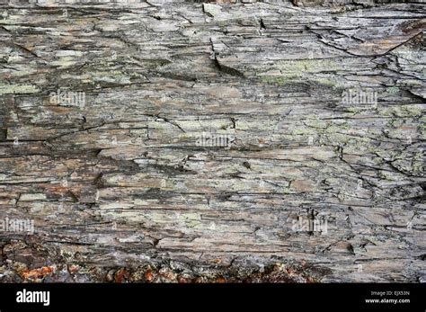 Stamm Einer Alten Faulen Kiefer Von Ein Baum Ohne Rinde Textur