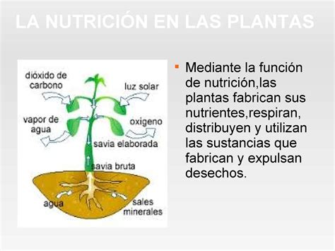 Tomi Digital Funciones Vitales De Las Plantas Nutricion Hot Sex Picture