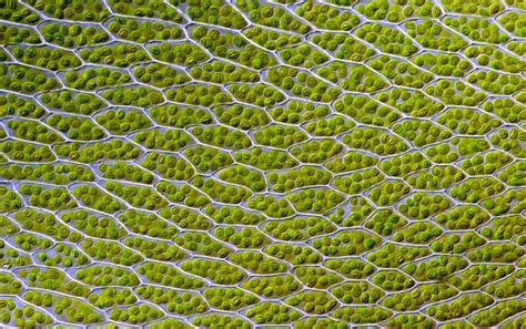 Bionic Leaf Makes Fuel from Sunlight, Water and Air - Scientific American