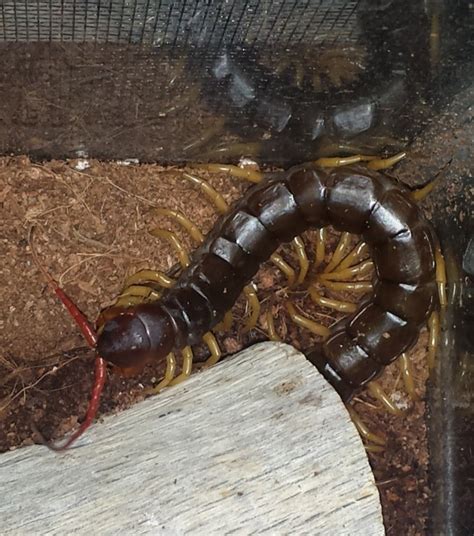 Scolopendra-subspinipes-for-sale