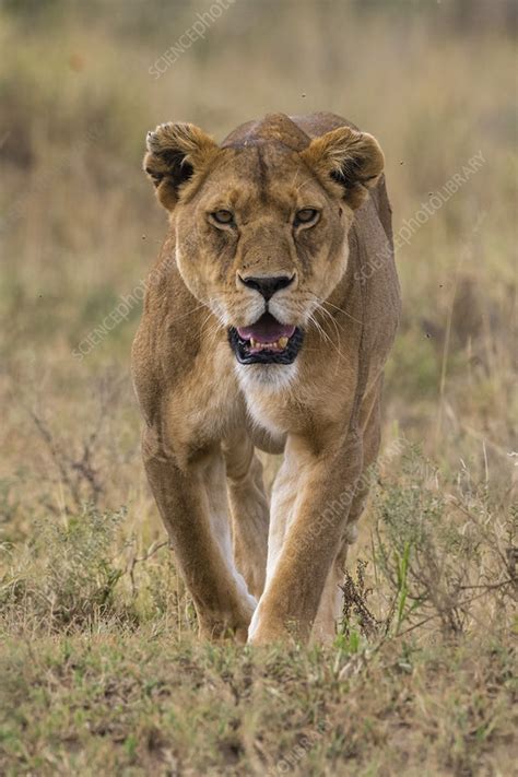 Lioness Walking Stock Image C Science Photo Library