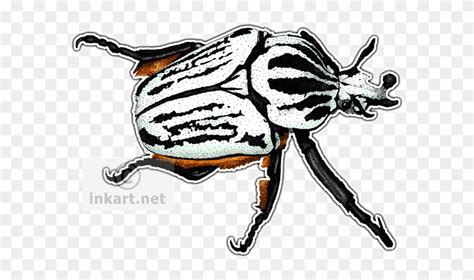 Goliath Beetle Decal - Goliath Beetle Decal - Full Size PNG Clipart Images Download