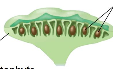 Early Plants Nonvascular Vascular Seedless Flashcards Quizlet