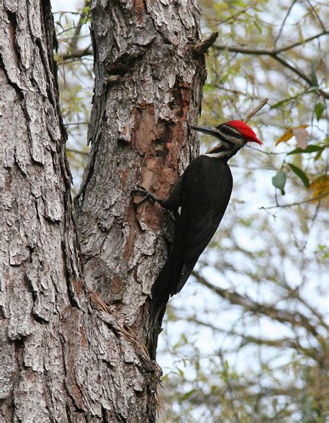 Pileated Woodpecker Outdoor Alabama