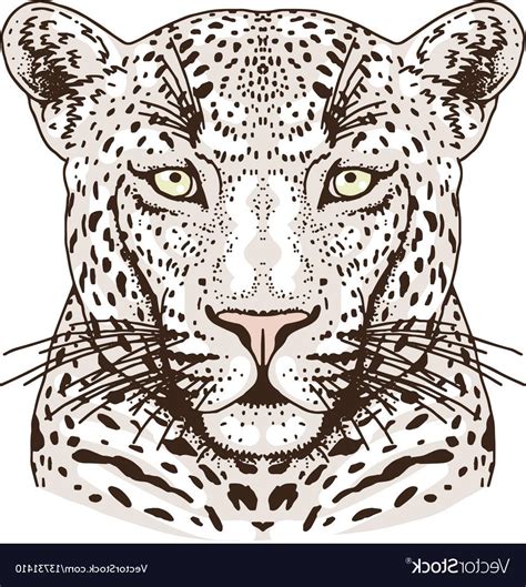 Leopard Face Drawing at PaintingValley.com | Explore collection of ...