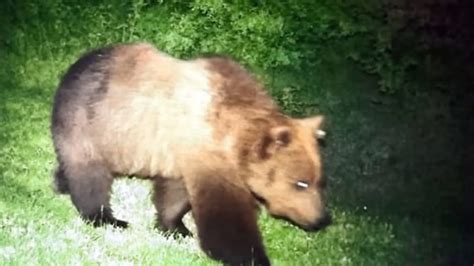 El Oso Sale De Su Letargo Y Mata Dos Ovejas En Ans