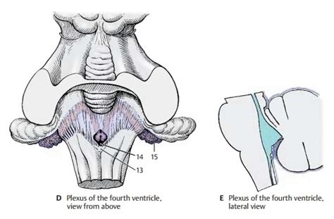 Choroid Plexus Cerebrospinal Fluid Spaces