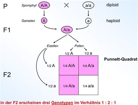 Genetik Und Zellbiologie Karteikarten Quizlet