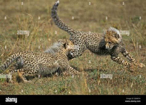 Cheetah Acinonyx Jubatus Cub Playing Masai Mara Park In Kenya Stock