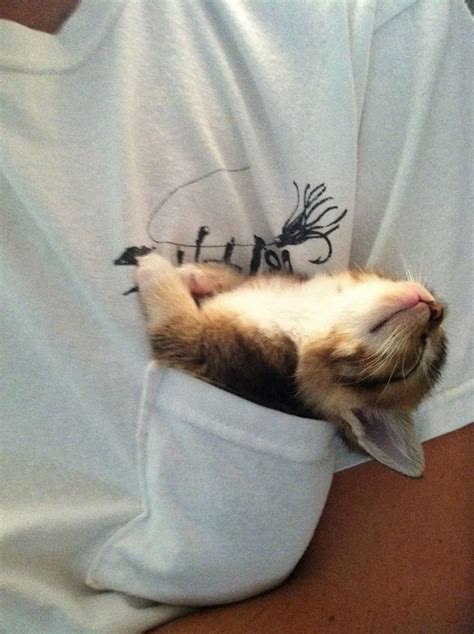 Very Important Gallery Of Cats In Pockets