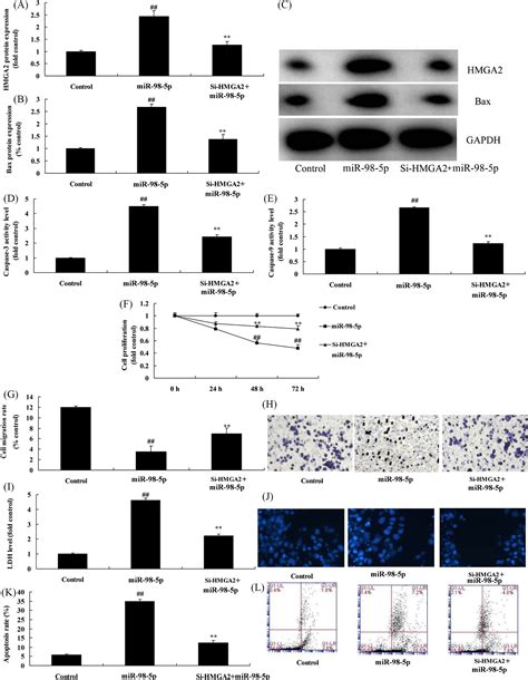 Mir‐98‐5p Promotes Apoptosis And Inhibits Migration And Cell Growth In