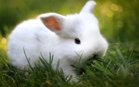 Cute White Baby Rabbit wallpapers