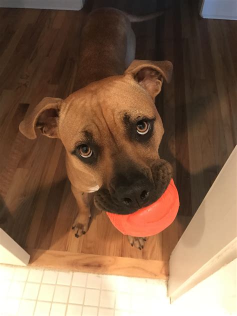 Play with me? : r/pitbulls