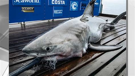 Massive Nearly 900 Pound White Shark Spotted Off Jersey Shore Long