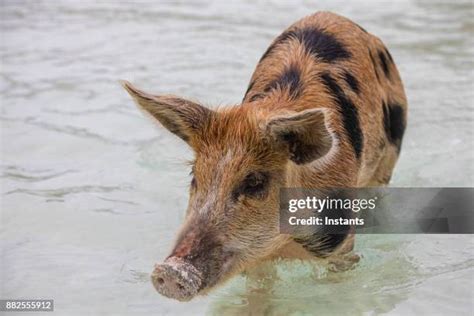 Swimming Feral Pigs Of Exuma On The Bahamian Uninhabited Pig Island