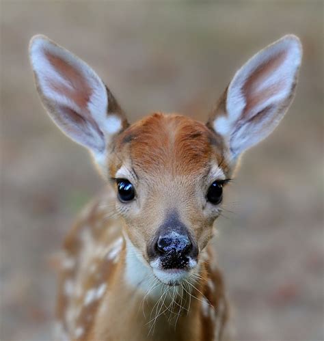 The Beauty Of Wildlife Animals Wild Baby Animals Animals