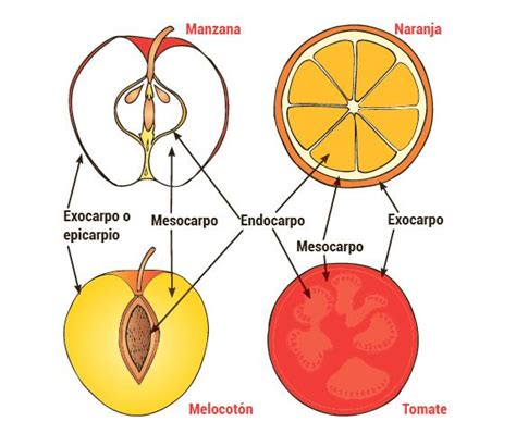Órganos Vegetales Frutos Escolar Abc Color