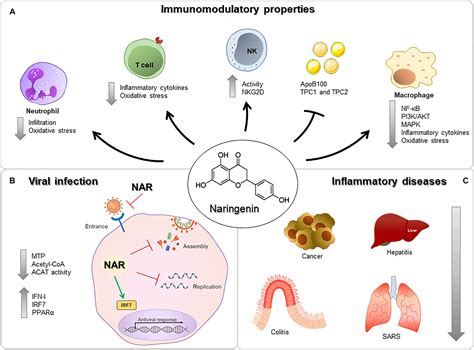 Naringenin Flavonoid Informacionpublica Svet Gob Gt