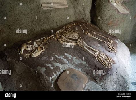 Eurasian cave lion Stock Photo - Alamy