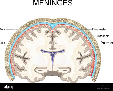 Meninges Cross Section Of Skull And Human Brain With Pia Mater Arachnoid And Dura Mater Bone