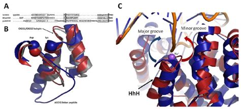 Close Up View Of Ogg Helix Hairpin Helix Gpd Motif A Structure Based