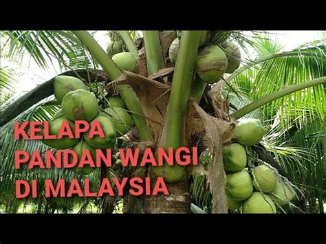 Kelapa Pandan Wangi