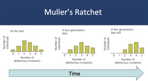 Organic evolution exam 3 Flashcards | Quizlet 