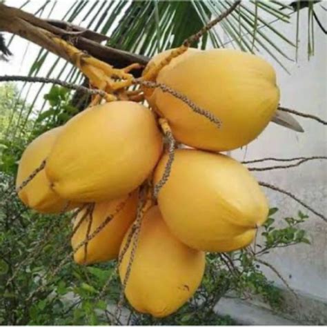 Jual Buah Kelapa Gading Kuning Segar Isi Buah Shopee Indonesia