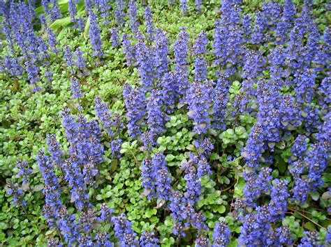 Ajuga Reptans Atropurpurea Kruipend Zenegroen De Tuinen Van Appeltern