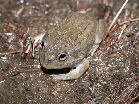 Meet Australias Desert Dwelling Frogs Australian Geographic Frog