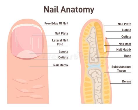 Nail Anatomy Cross Section Finger And Nail Structure Stock Vector